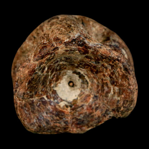 30MM Pachyrhizodus Sp Fossil Fish Vertebrae Cretaceous Dinosaur Era Ozan FM Texas - Fossil Age Minerals