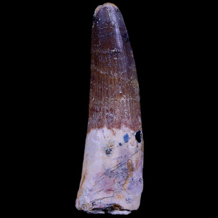 2.2" Spinosaurus Fossil Tooth 100 Mil Yrs Old Cretaceous Dinosaur COA & Stand