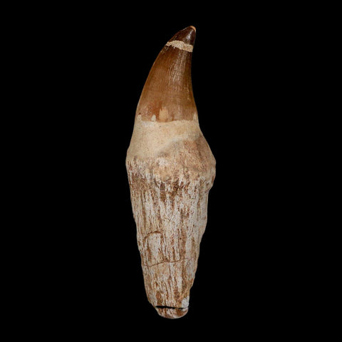 XL 4.4" Mosasaur Prognathodon Fossil Tooth Rooted Cretaceous Dinosaur Era COA