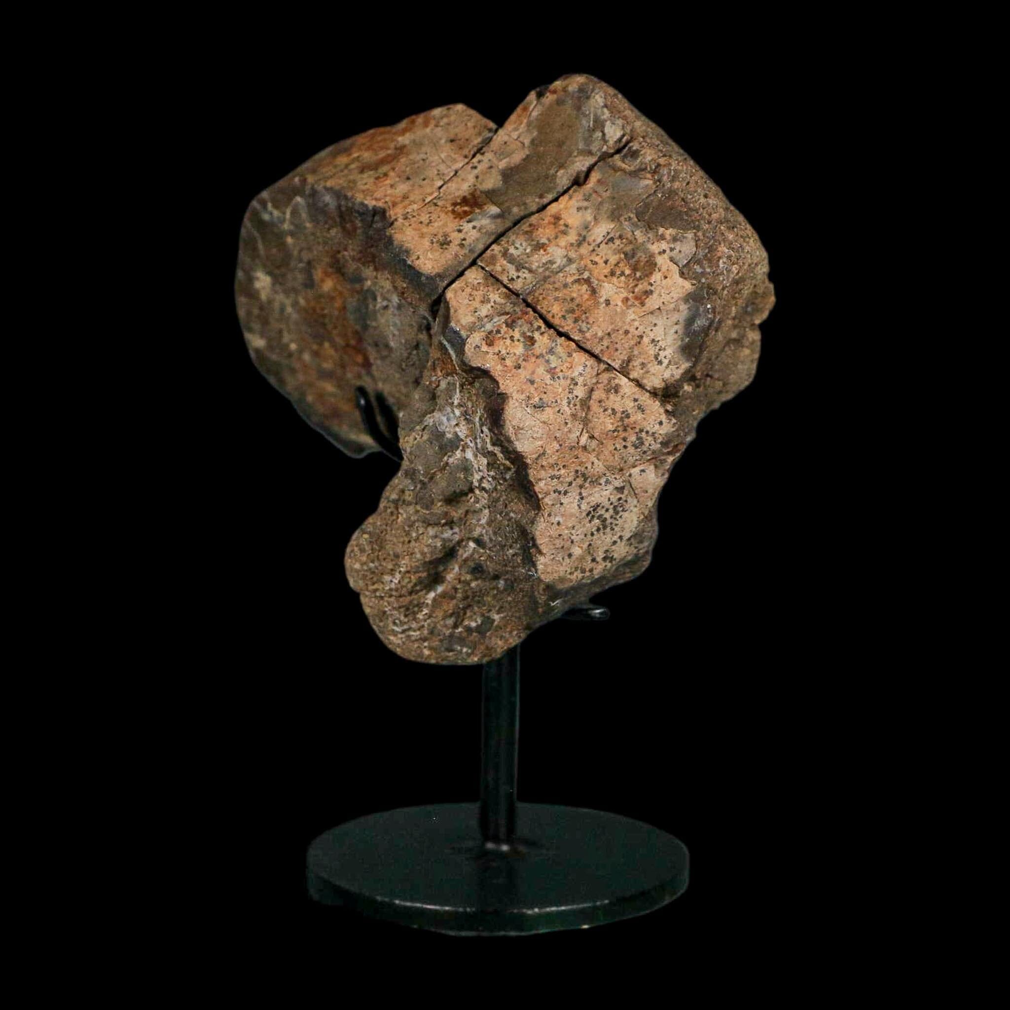 3.4" Allosaurus Fossil Vertebra Bone Morrison FM Colorado Jurassic Dinosaur COA Stand - Fossil Age Minerals