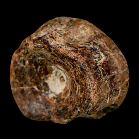 30MM Pachyrhizodus Sp Fossil Fish Vertebrae Cretaceous Dinosaur Era Ozan FM Texas - Fossil Age Minerals