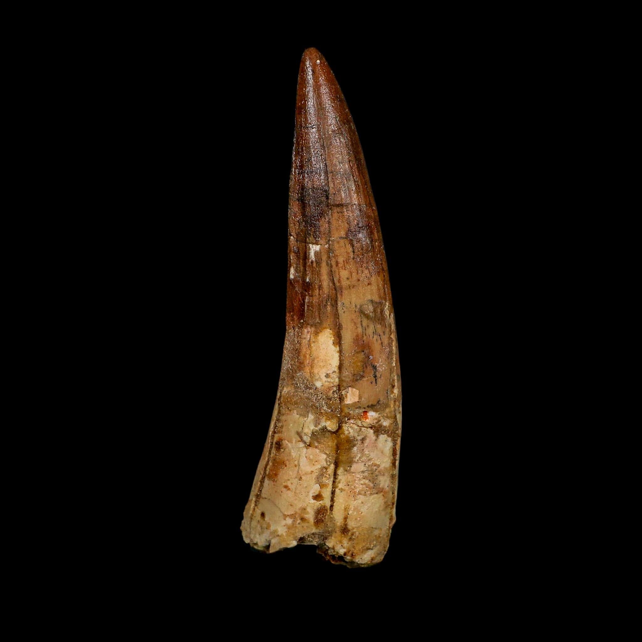 XL 4" Spinosaurus Fossil Tooth 100 Million Years Old Cretaceous Dinosaur COA