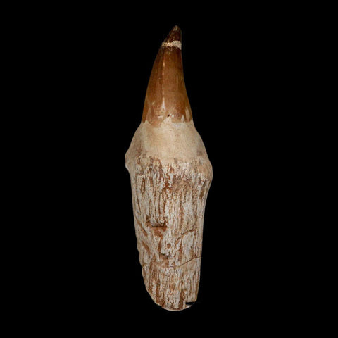 XL 4.4" Mosasaur Prognathodon Fossil Tooth Rooted Cretaceous Dinosaur Era COA