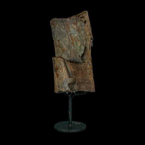 5.1" Allosaurus Fossil Ulna Bone Morrison FM Colorado Jurassic Dinosaur COA Stand - Fossil Age Minerals