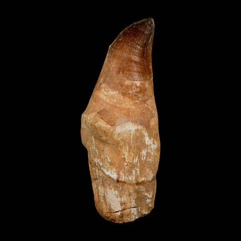 XL 5.1" Mosasaur Prognathodon Fossil Tooth Rooted Cretaceous Dinosaur Era COA