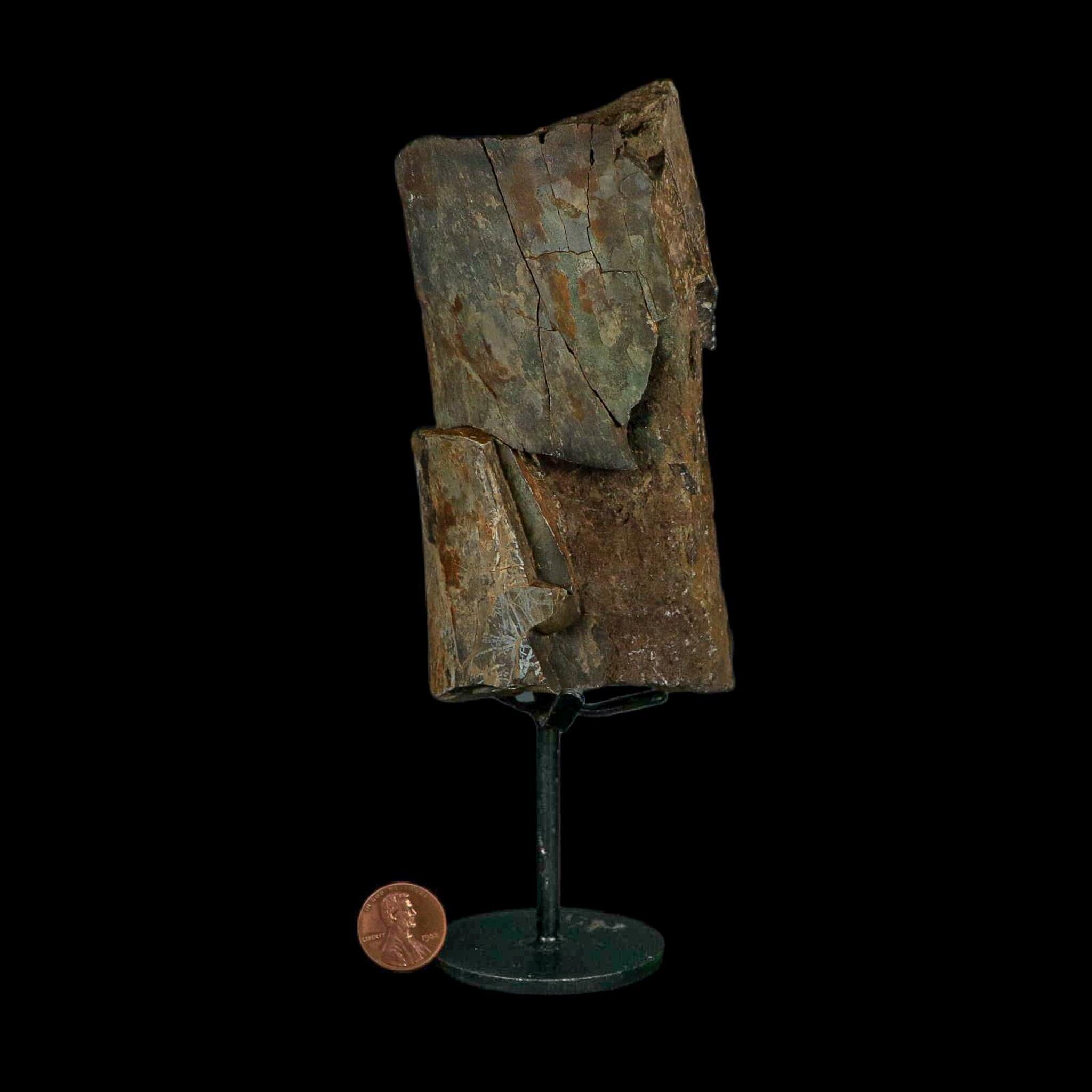 5.1" Allosaurus Fossil Ulna Bone Morrison FM Colorado Jurassic Dinosaur COA Stand - Fossil Age Minerals