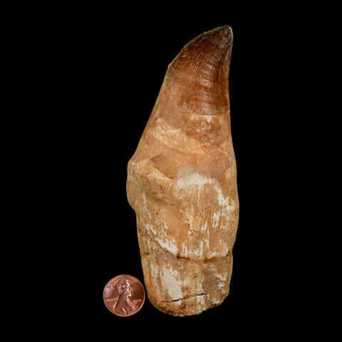 XL 5.1" Mosasaur Prognathodon Fossil Tooth Rooted Cretaceous Dinosaur Era COA