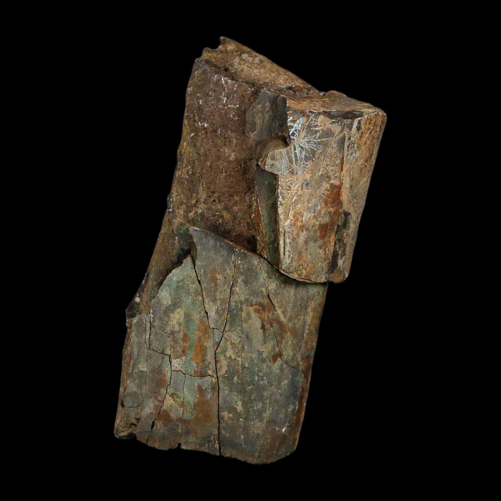 5.1" Allosaurus Fossil Ulna Bone Morrison FM Colorado Jurassic Dinosaur COA Stand - Fossil Age Minerals