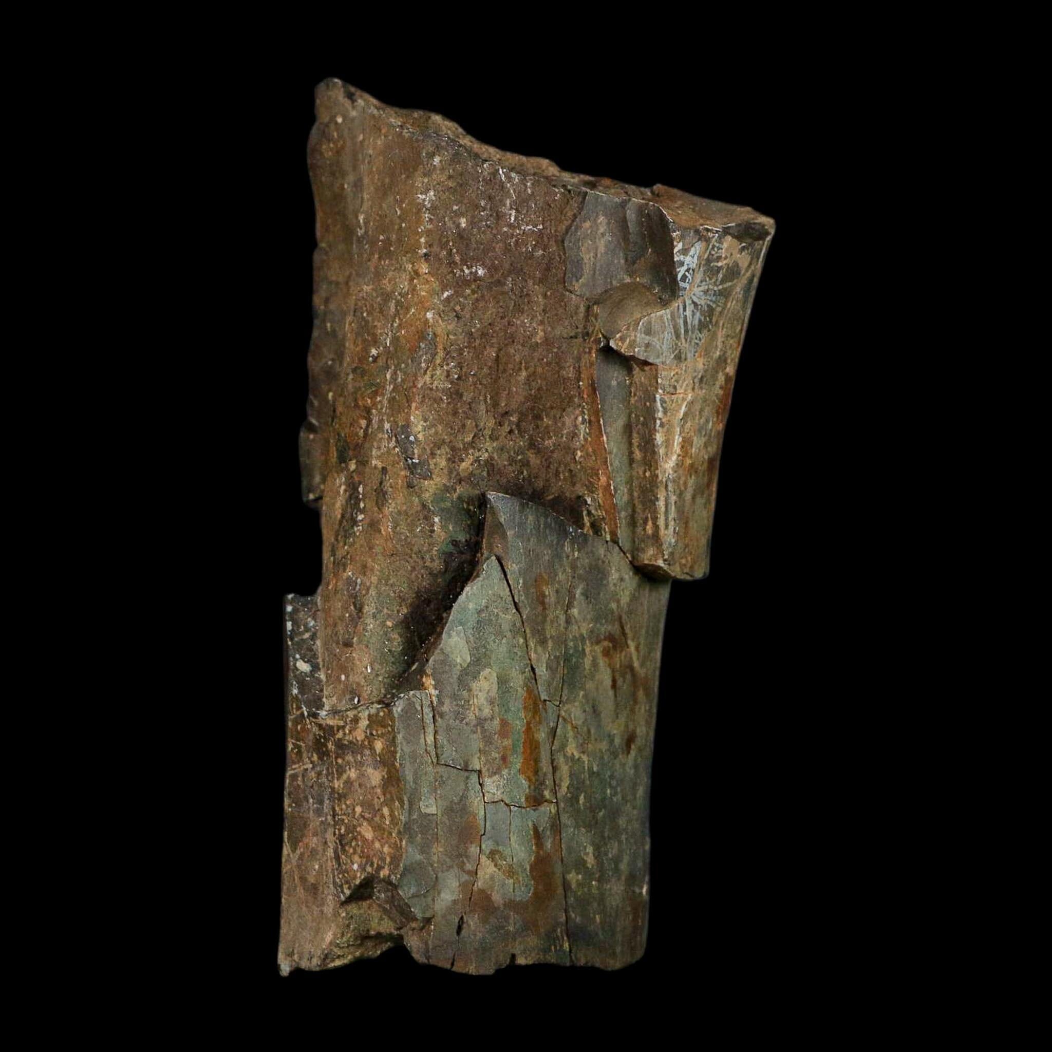 5.1" Allosaurus Fossil Ulna Bone Morrison FM Colorado Jurassic Dinosaur COA Stand - Fossil Age Minerals
