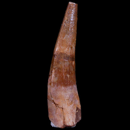 1.8" Spinosaurus Fossil Tooth 100 Mil Yrs Old Cretaceous Dinosaur COA & Stand