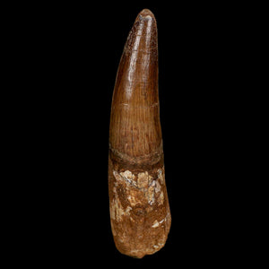 XL 4.1