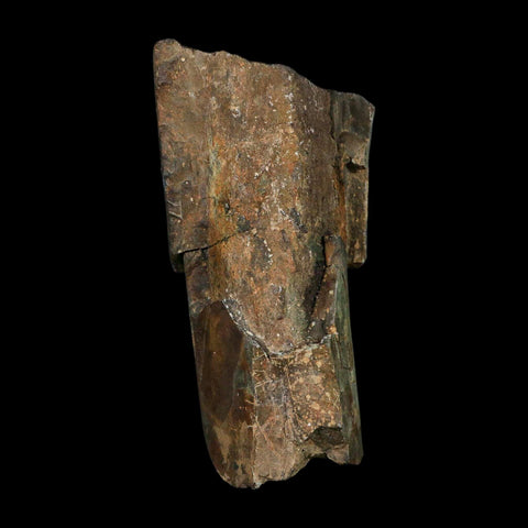 5.1" Allosaurus Fossil Ulna Bone Morrison FM Colorado Jurassic Dinosaur COA Stand - Fossil Age Minerals