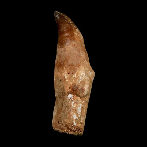 XL 5.1" Mosasaur Prognathodon Fossil Tooth Rooted Cretaceous Dinosaur Era COA