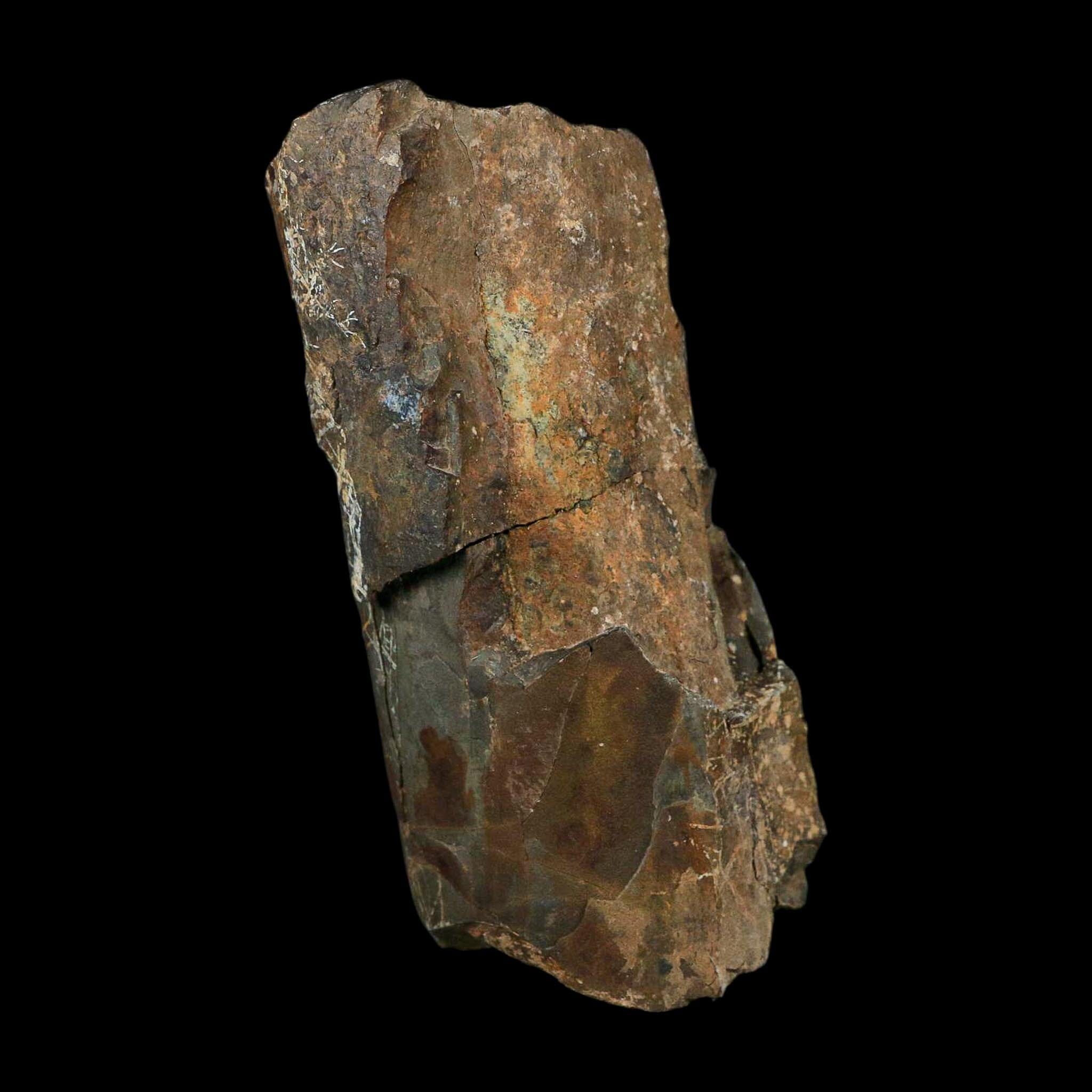 5.1" Allosaurus Fossil Ulna Bone Morrison FM Colorado Jurassic Dinosaur COA Stand - Fossil Age Minerals