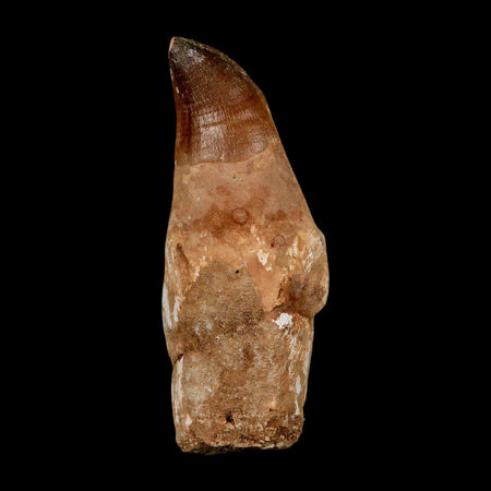 XL 5.1" Mosasaur Prognathodon Fossil Tooth Rooted Cretaceous Dinosaur Era COA