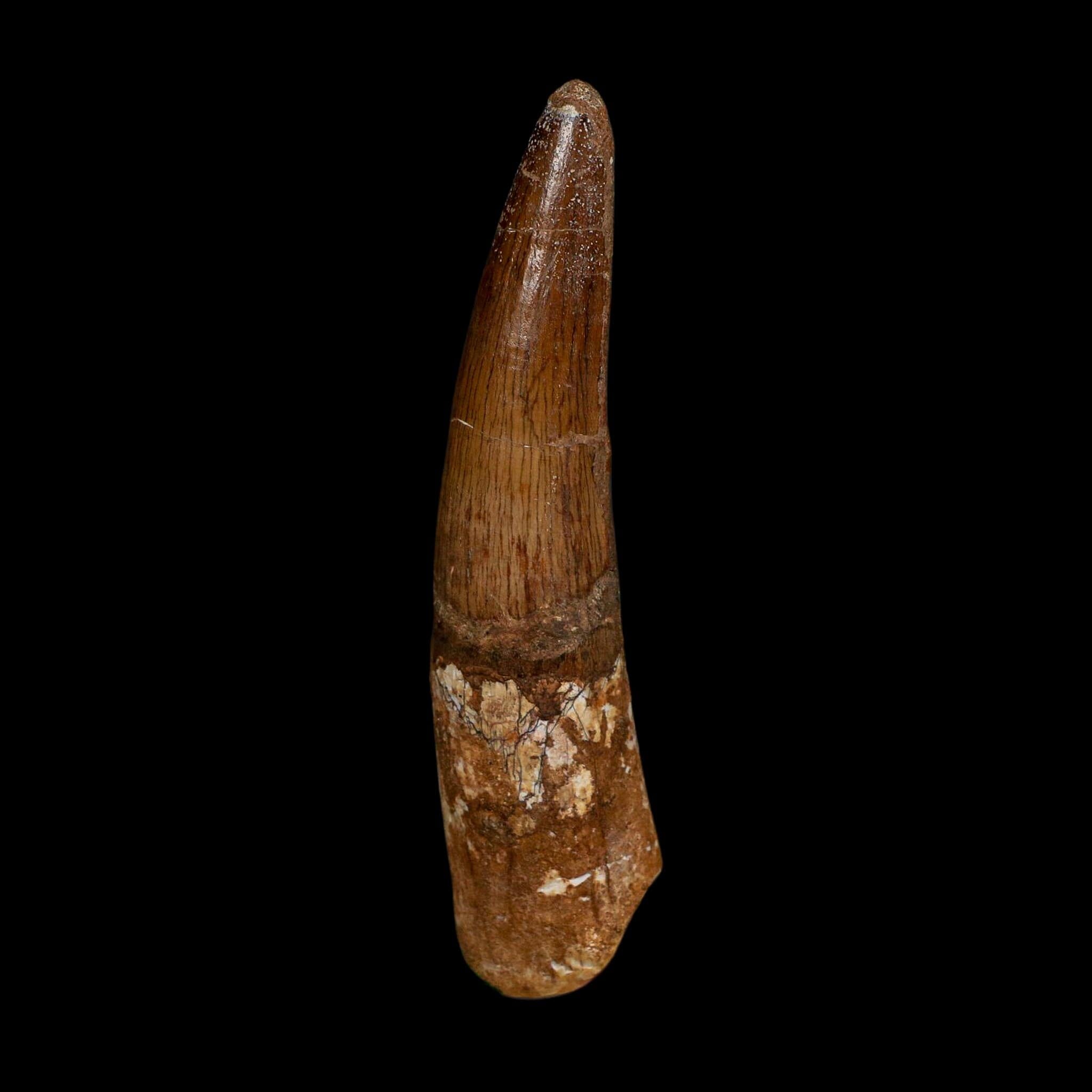 XL 4.1" Spinosaurus Fossil Tooth 100 Million Years Old Cretaceous Dinosaur COA