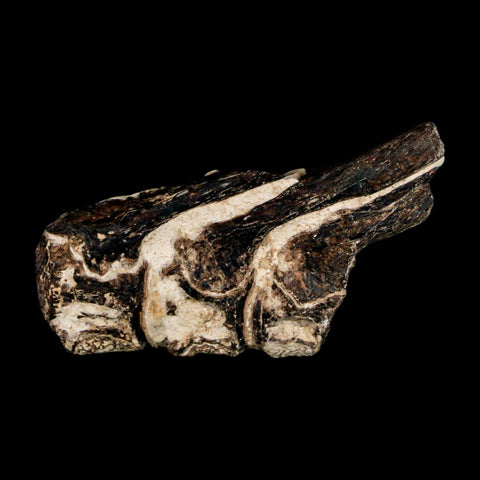 1.7" Fossil Fish Vertebrae Cretaceous Dinosaur Era Ozan Formation Texas - Fossil Age Minerals