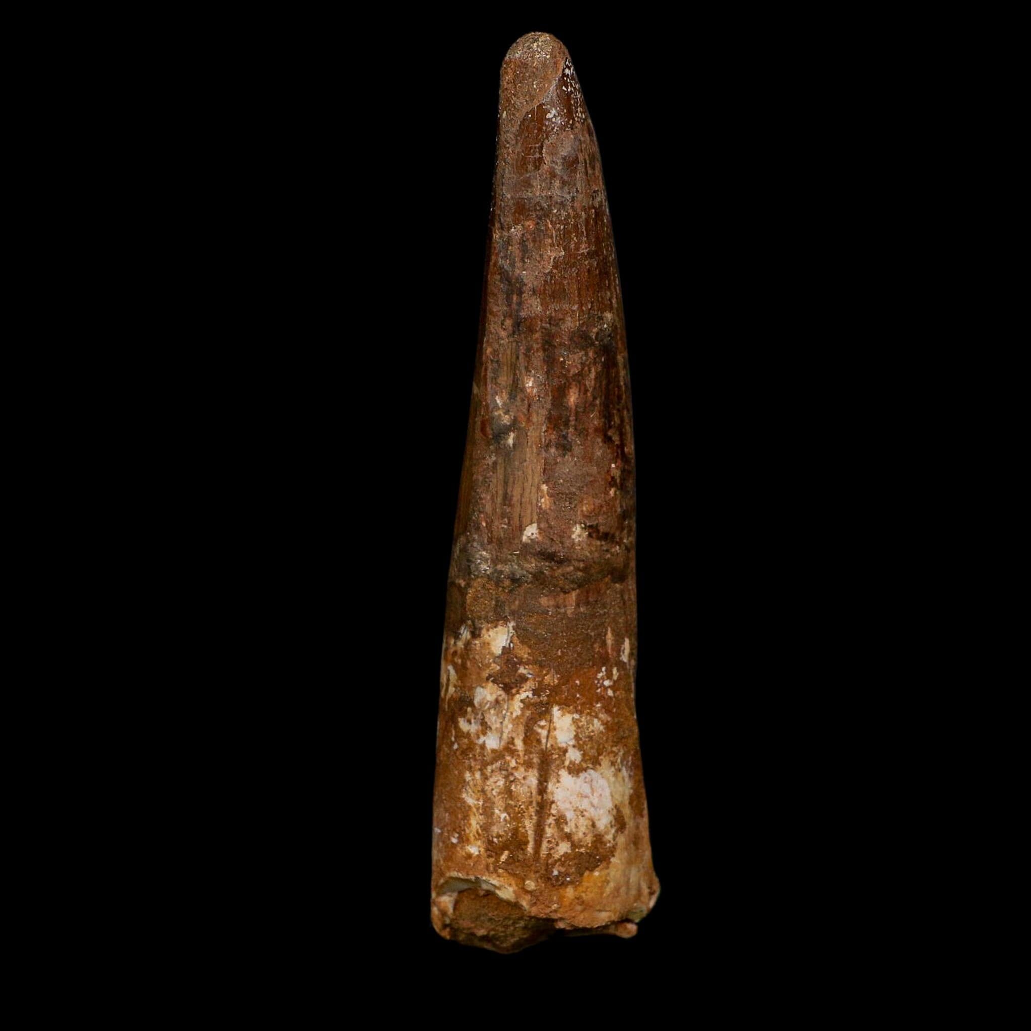 XL 4.1" Spinosaurus Fossil Tooth 100 Million Years Old Cretaceous Dinosaur COA