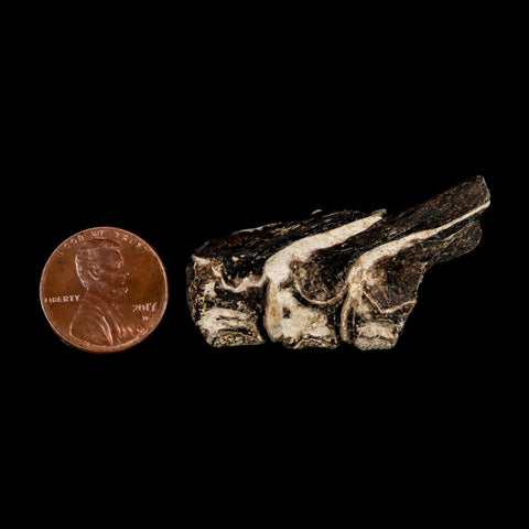 1.7" Fossil Fish Vertebrae Cretaceous Dinosaur Era Ozan Formation Texas - Fossil Age Minerals