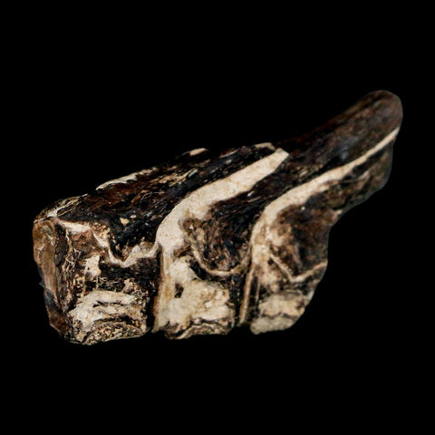 1.7" Fossil Fish Vertebrae Cretaceous Dinosaur Era Ozan Formation Texas - Fossil Age Minerals