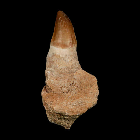 XL 4.6" Mosasaur Prognathodon Fossil Tooth Rooted Cretaceous Dinosaur Era COA