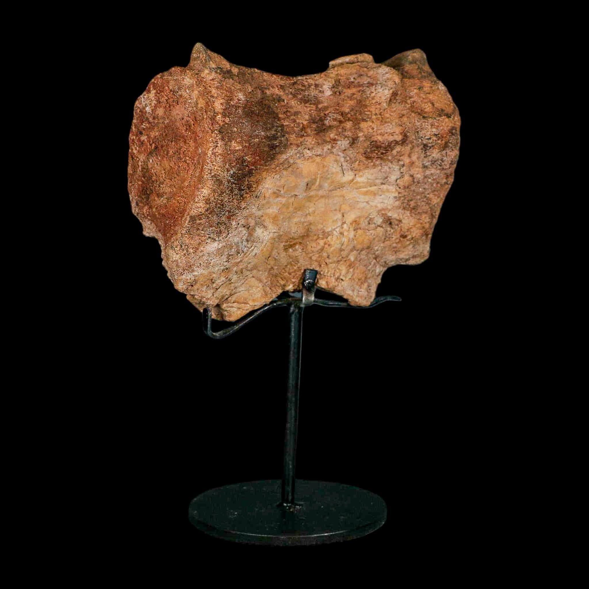 4.5" Allosaurus Fossil Vertebra Bone Morrison FM Colorado Jurassic Dinosaur COA Stand - Fossil Age Minerals