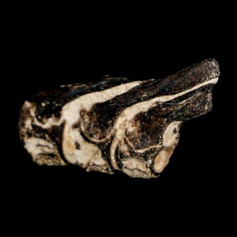 1.7" Fossil Fish Vertebrae Cretaceous Dinosaur Era Ozan Formation Texas - Fossil Age Minerals