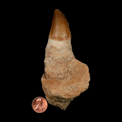 XL 4.6" Mosasaur Prognathodon Fossil Tooth Rooted Cretaceous Dinosaur Era COA