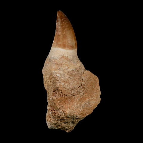 XL 4.6" Mosasaur Prognathodon Fossil Tooth Rooted Cretaceous Dinosaur Era COA