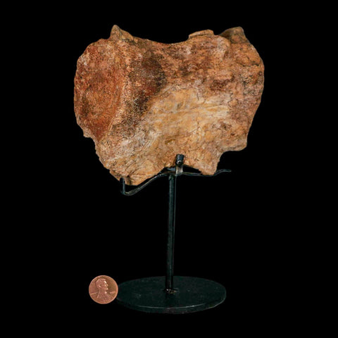 4.5" Allosaurus Fossil Vertebra Bone Morrison FM Colorado Jurassic Dinosaur COA Stand - Fossil Age Minerals