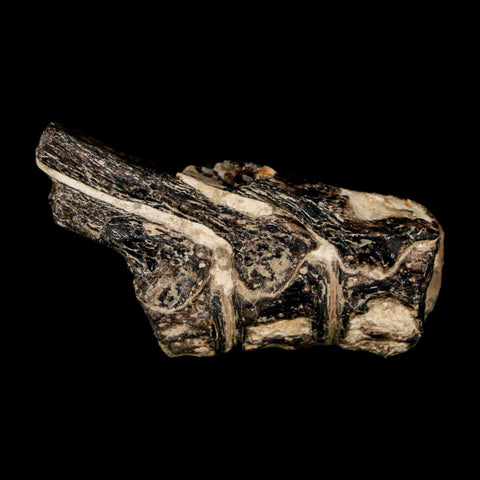 1.7" Fossil Fish Vertebrae Cretaceous Dinosaur Era Ozan Formation Texas - Fossil Age Minerals