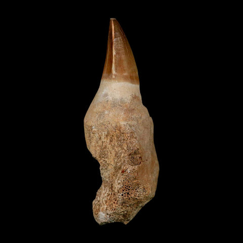 XL 4.6" Mosasaur Prognathodon Fossil Tooth Rooted Cretaceous Dinosaur Era COA