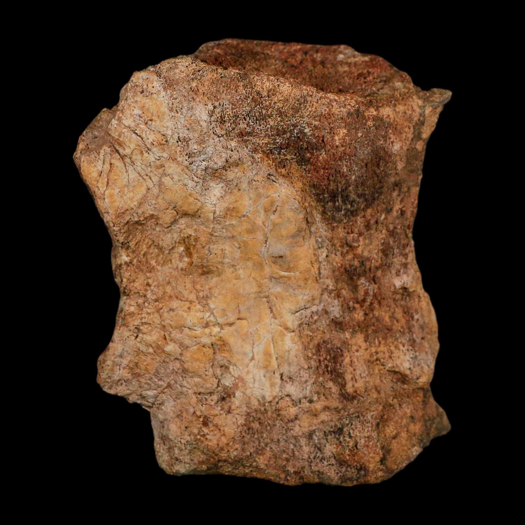 4.5" Allosaurus Fossil Vertebra Bone Morrison FM Colorado Jurassic Dinosaur COA Stand - Fossil Age Minerals