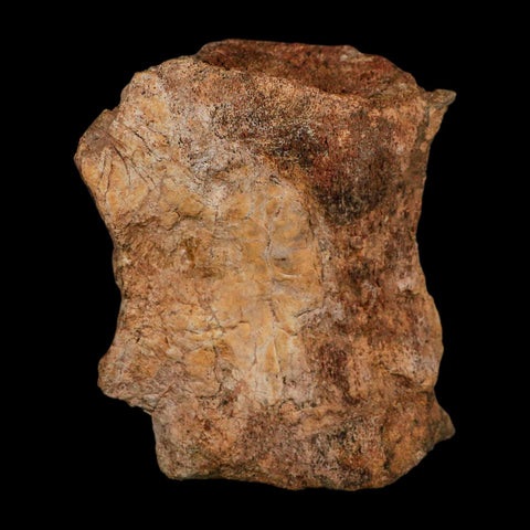 4.5" Allosaurus Fossil Vertebra Bone Morrison FM Colorado Jurassic Dinosaur COA Stand - Fossil Age Minerals