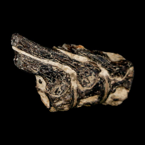 1.7" Fossil Fish Vertebrae Cretaceous Dinosaur Era Ozan Formation Texas - Fossil Age Minerals