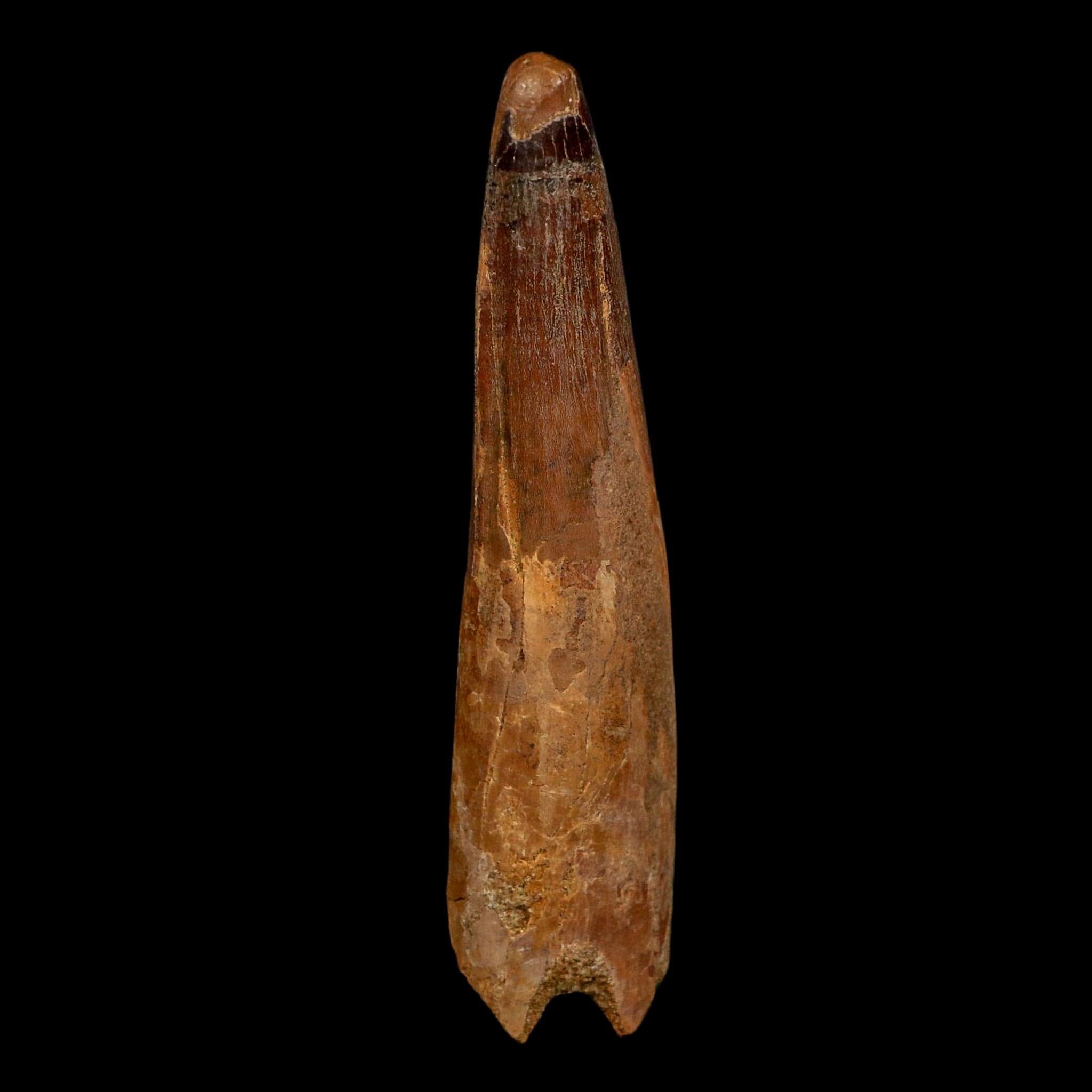 XL 4.2" Spinosaurus Fossil Tooth 100 Million Years Old Cretaceous Dinosaur COA