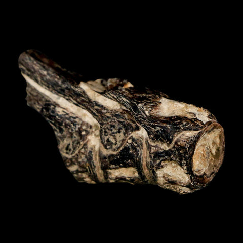 1.7" Fossil Fish Vertebrae Cretaceous Dinosaur Era Ozan Formation Texas - Fossil Age Minerals