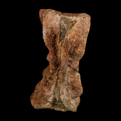 4.5" Allosaurus Fossil Vertebra Bone Morrison FM Colorado Jurassic Dinosaur COA Stand - Fossil Age Minerals