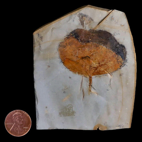 1.9" Zizyphoides Flabellum Fossil Plant Leaf Fort Union Glendive MT Paleocene Age - Fossil Age Minerals