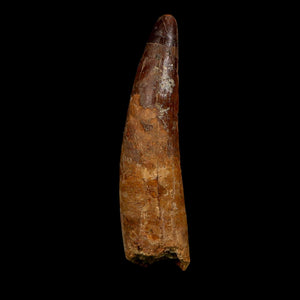 XL 4.2