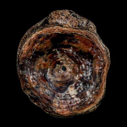 23MM Fossil Fish Vertebrae Cretaceous Dinosaur Era Ozan Formation Texas - Fossil Age Minerals