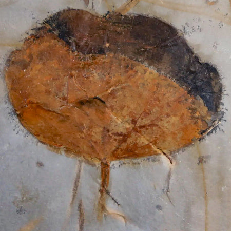 1.9" Zizyphoides Flabellum Fossil Plant Leaf Fort Union Glendive MT Paleocene Age