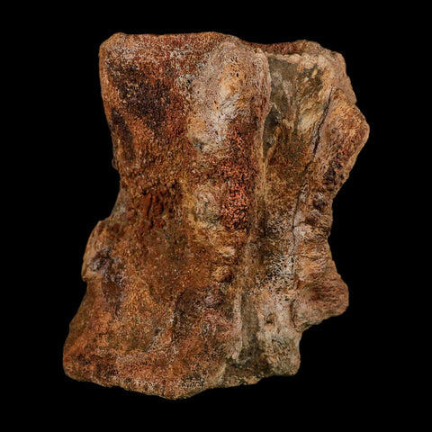 4.5" Allosaurus Fossil Vertebra Bone Morrison FM Colorado Jurassic Dinosaur COA Stand - Fossil Age Minerals