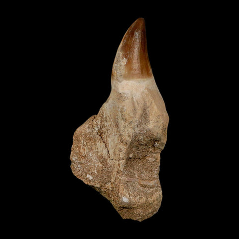 XL 4.6" Mosasaur Prognathodon Fossil Tooth Rooted Cretaceous Dinosaur Era COA