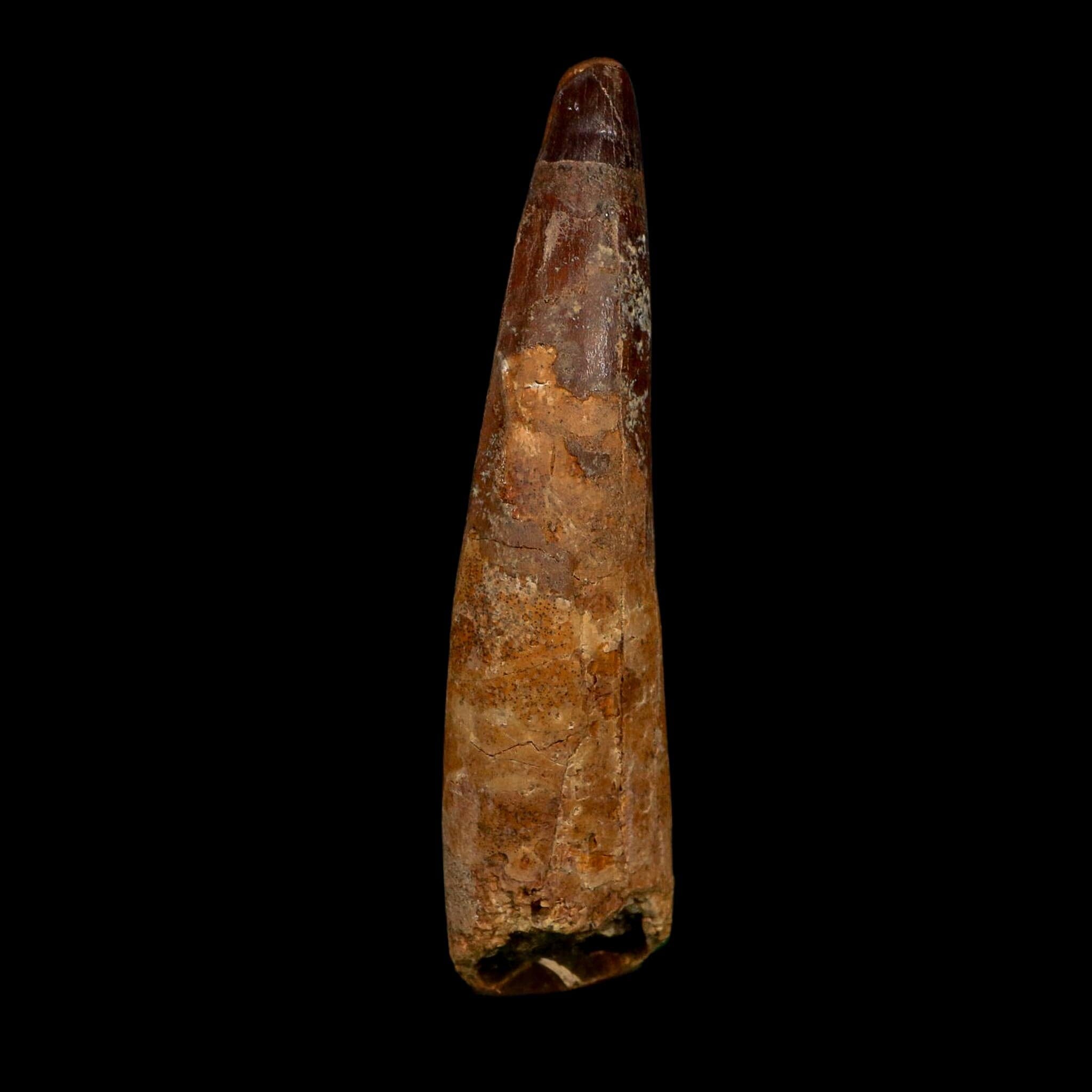 XL 4.2" Spinosaurus Fossil Tooth 100 Million Years Old Cretaceous Dinosaur COA