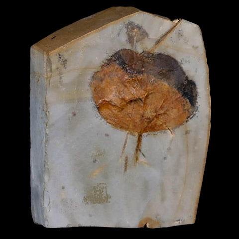 1.9" Zizyphoides Flabellum Fossil Plant Leaf Fort Union Glendive MT Paleocene Age - Fossil Age Minerals