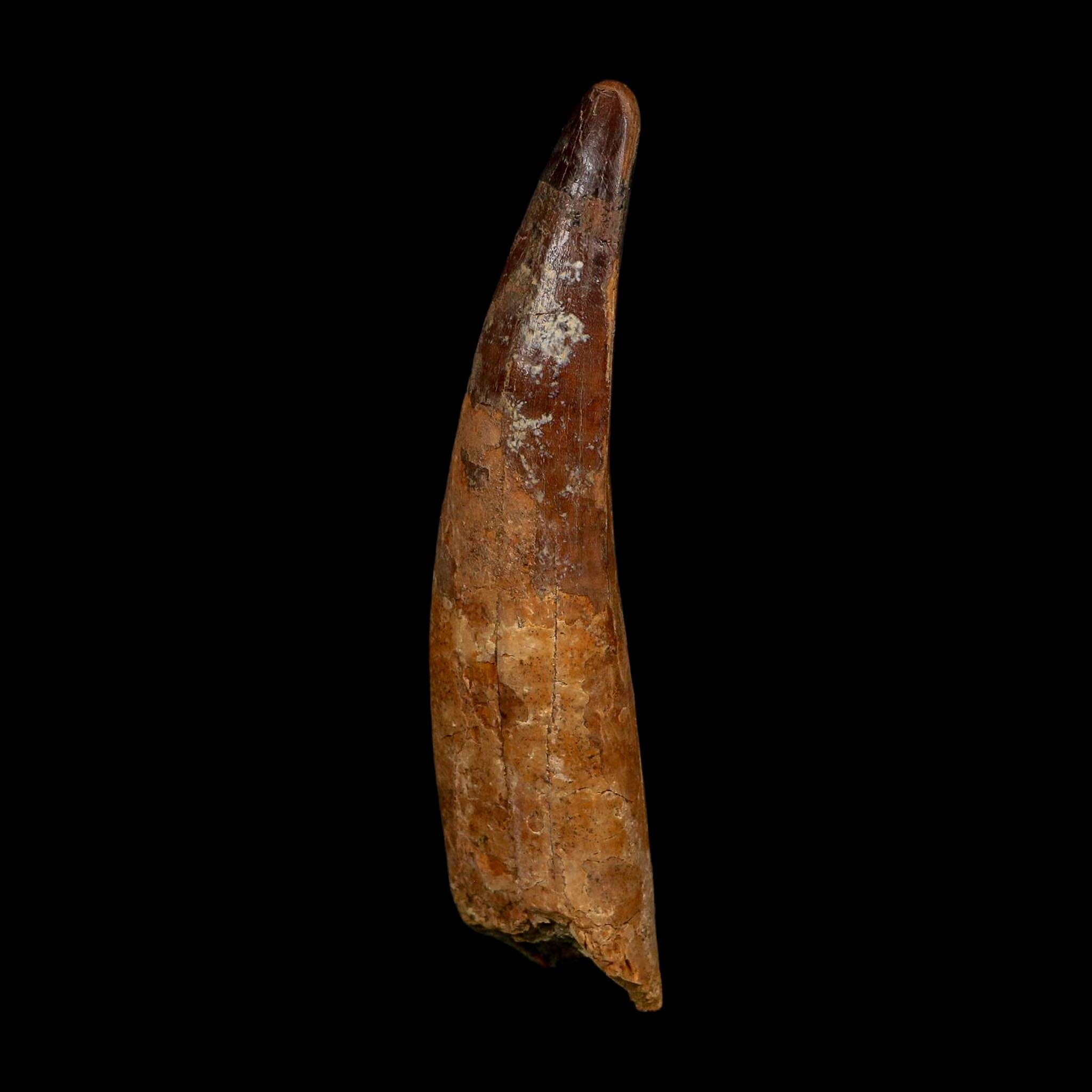 XL 4.2" Spinosaurus Fossil Tooth 100 Million Years Old Cretaceous Dinosaur COA