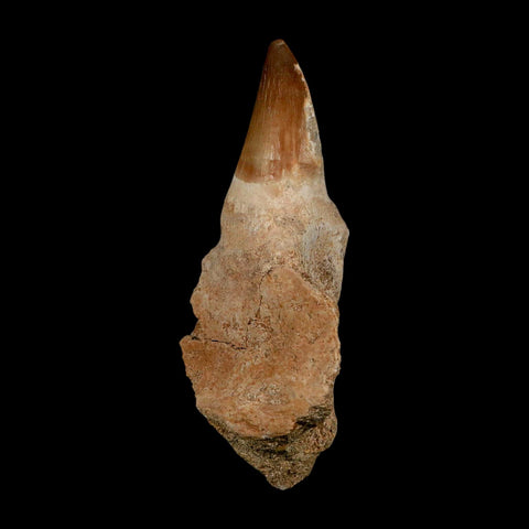 XL 4.6" Mosasaur Prognathodon Fossil Tooth Rooted Cretaceous Dinosaur Era COA