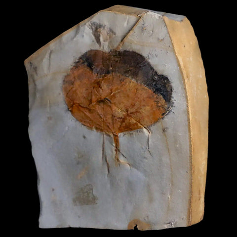 1.9" Zizyphoides Flabellum Fossil Plant Leaf Fort Union Glendive MT Paleocene Age - Fossil Age Minerals
