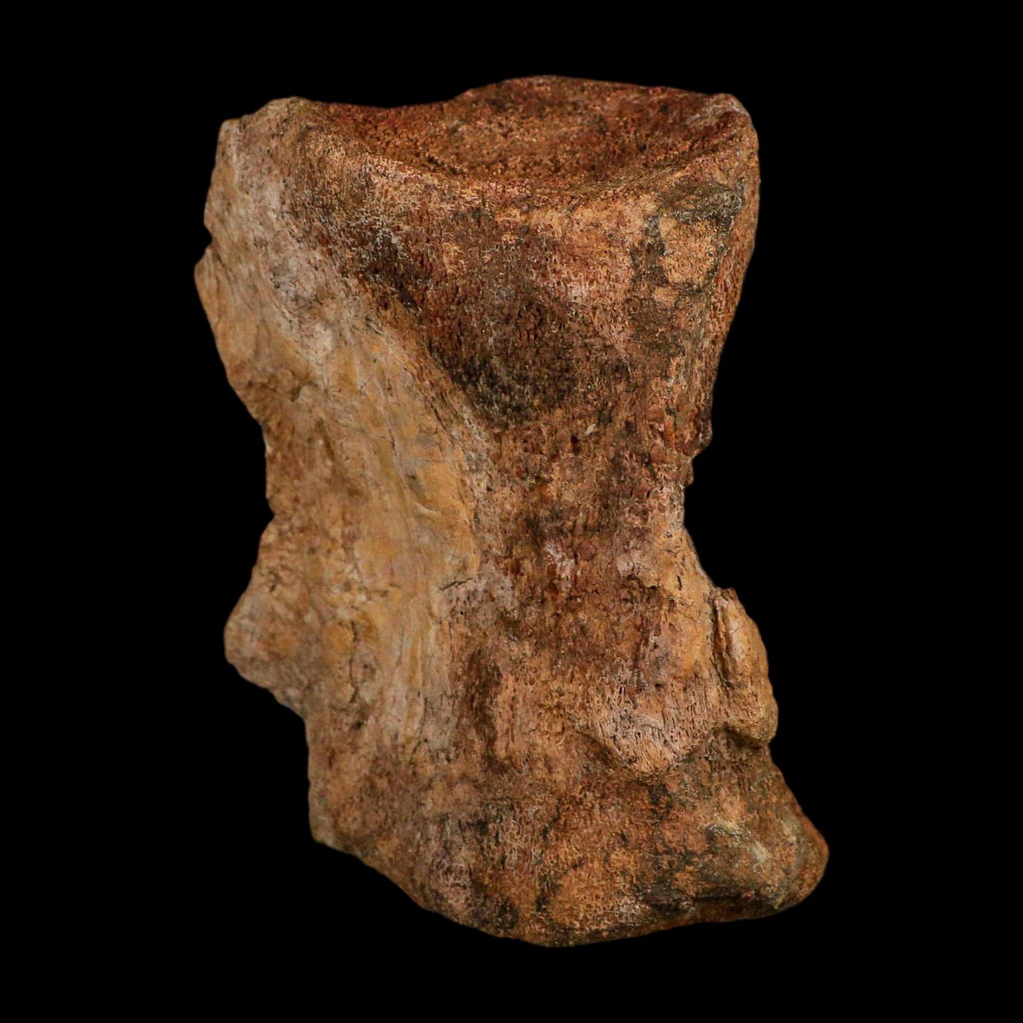 4.5" Allosaurus Fossil Vertebra Bone Morrison FM Colorado Jurassic Dinosaur COA Stand - Fossil Age Minerals
